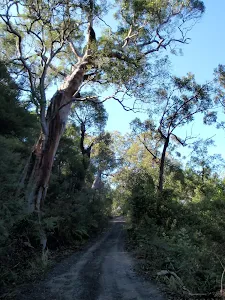 Great trees and views on the Pacific Trail
