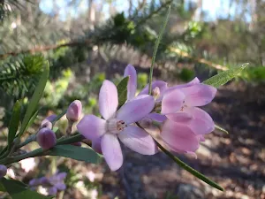 Subtle colours on the Willunga track