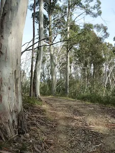 Tall eucalypt forest