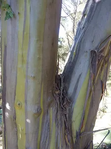 Colourful striping on tree trunk