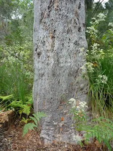 A well weathered gum