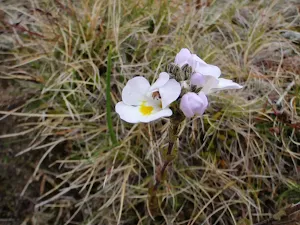 Wild flowers in bloom