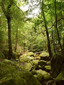 Gap Creek Rainforest rest area