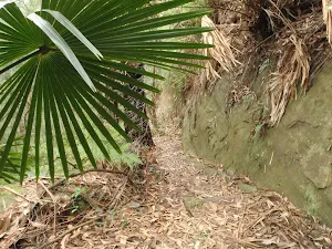 Guringai Walk