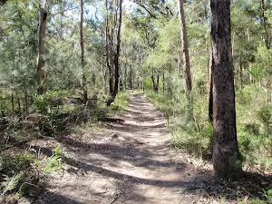 Great North Walk bushtrack