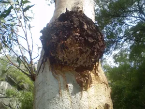 Deformity on gum tree