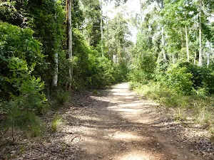 Dense forest along Warrawolong Rd
