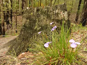 Patersonia Lily Flowers and tree stump in the Watagans