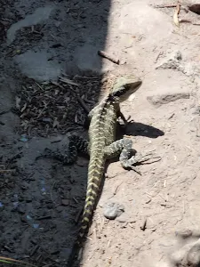 Lizard on track