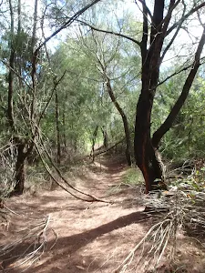 Track through bush