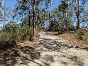 Dry forest on the ridgetop
