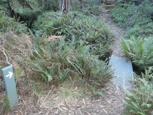 Foot bridge en between Pool of Siloam and Lyrebird Dell
