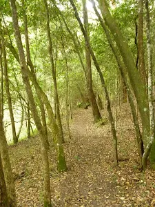 Pleasent forest near Berowra Creek campsite