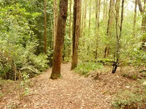 Track to the Pines picnic area in the Watagans