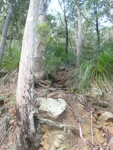 Track up from Glenbrook Ck