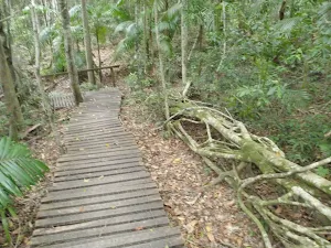 Strangler Fig Tube beside track