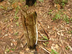 Timber post near Abbotts Falls in the Watagans