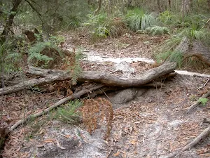 Tree root step on Bouddi Coastal Walk
