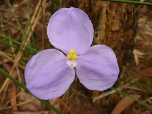 Patersonia Lily (Patersonia sericea) north of Galston Gorge