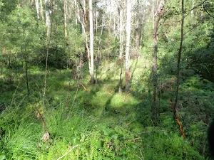 Lovely stand of tall gums
