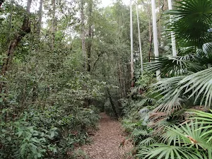 Through the forest