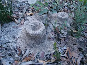 Ant mounds beneath Thor Head