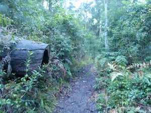 Nice green scenery along the track
