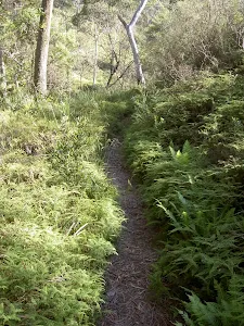 Braeside Track