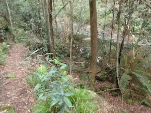 Track above creek