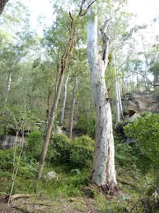 Rock walls and grand trees on the Lyrebird Trail