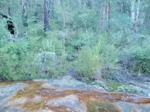Lincoln Creek