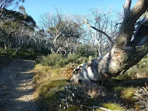 Twisted gum