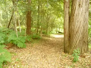 Track to Berowra Creek campsite