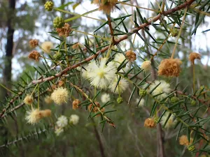 Wild flowers near Red Hands Cave