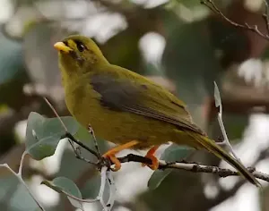 Bellbirds
