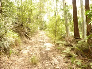 Steep track in the Watagans