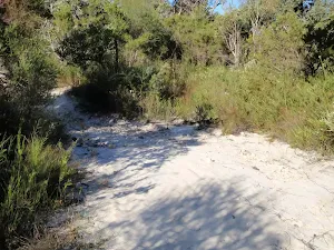 Old Management trail