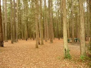 Amongst tree at the Pines Picnic Area in the Watagans