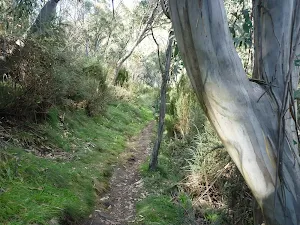 Gums lining the track