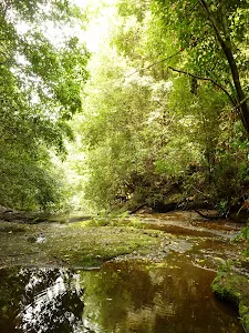 Abbotts Falls Walking Track