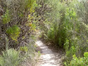Box Head bushtrack