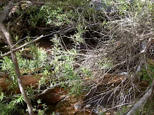 Pindar Waterfall