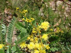 Golden Wattle in Grand Canyon