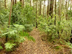Forest and track near Muirs Lookout