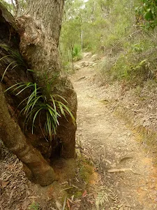 The Great North Walk beside Zig Zag Creek