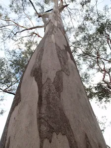 Tree above Jellybean Pools