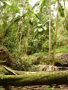 Lush rainforest near Muirs Lookout