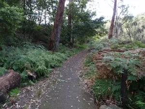 Track along Lane Cove River