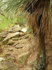 Grass tree and rocky track north of Galston Gorge Trackhead