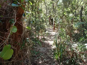 Vines and thick forest